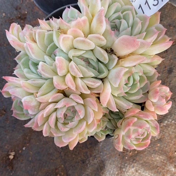 1137杂交老桩基地～12厘米