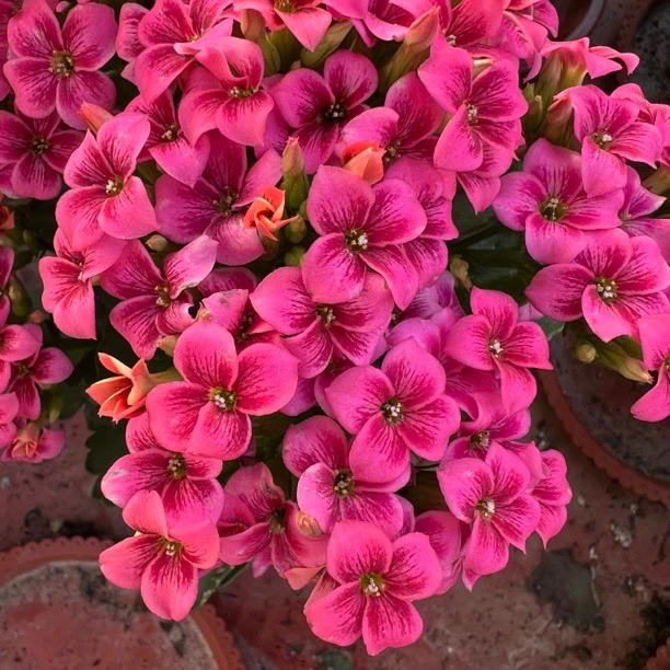 长寿花园～【史莱克】130盆 打顶苗