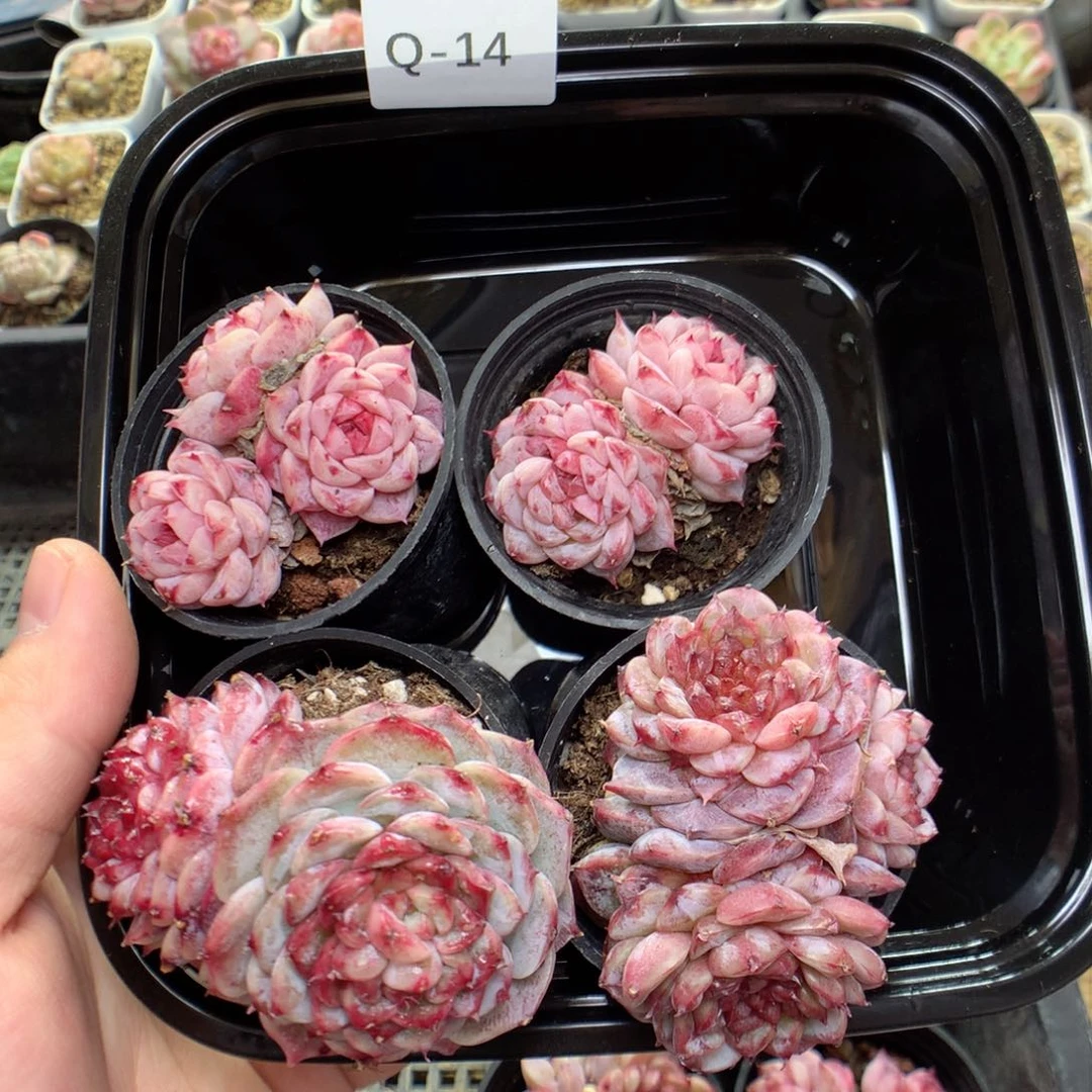 Q14糖心天鹅绒y y y y y y y