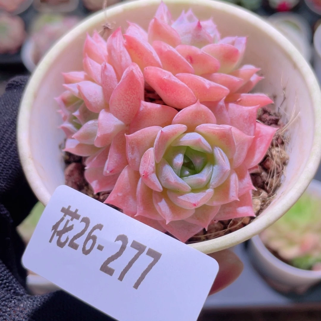 花利美26-277纯爱