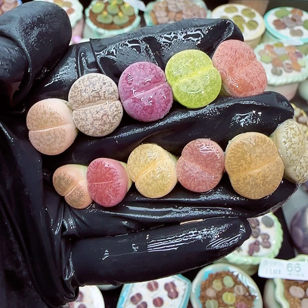 生石花满18包邮1101-99