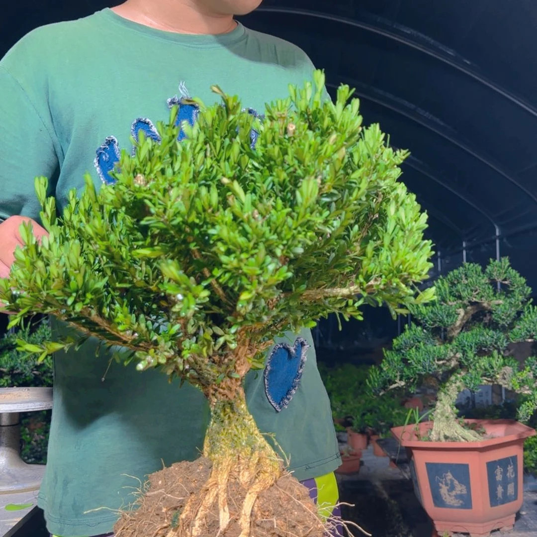 无花朵黄杨6862手机尾号