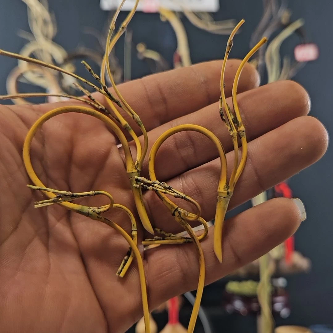 手工制作竹龙头一物一拍