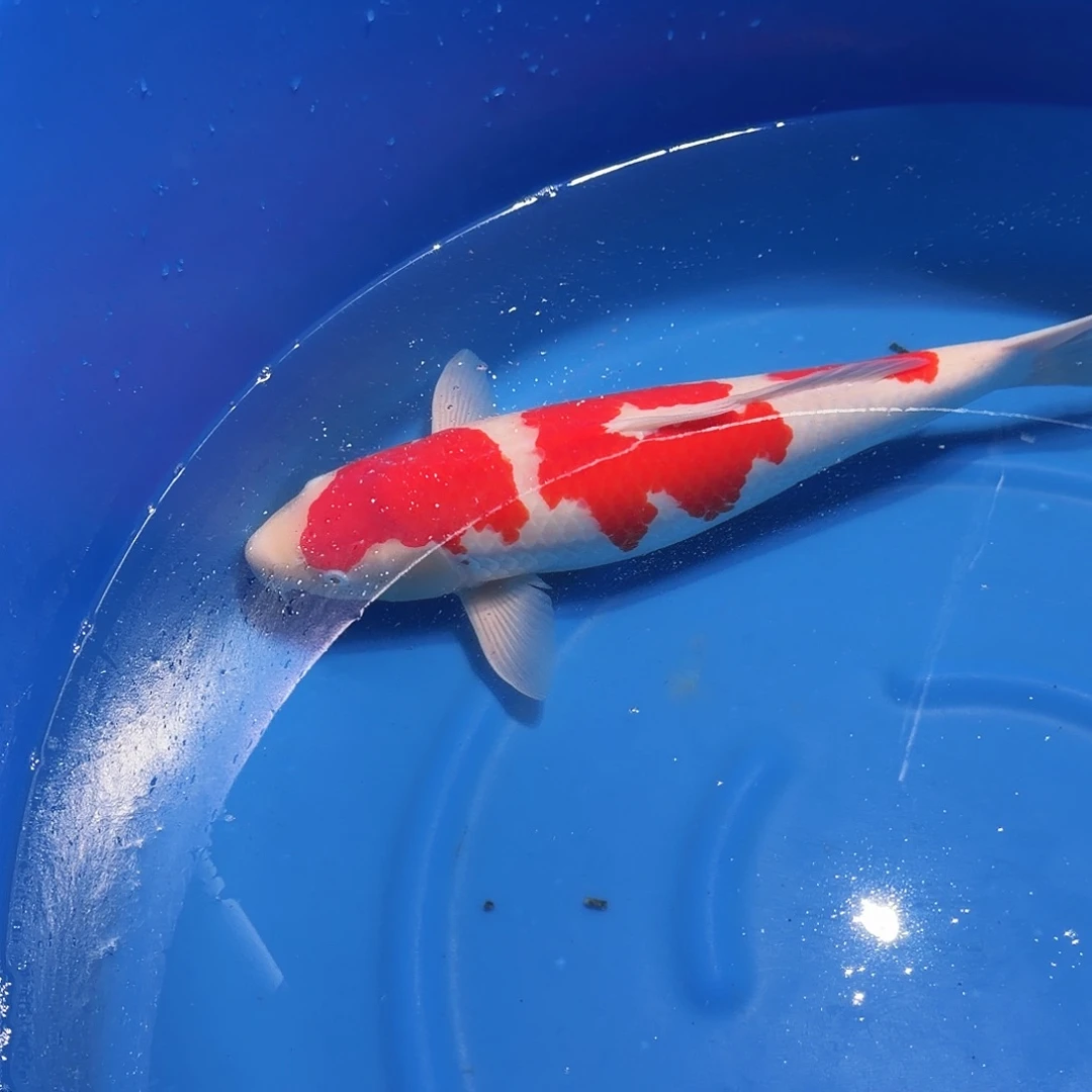 锦鲤红白专拍链接