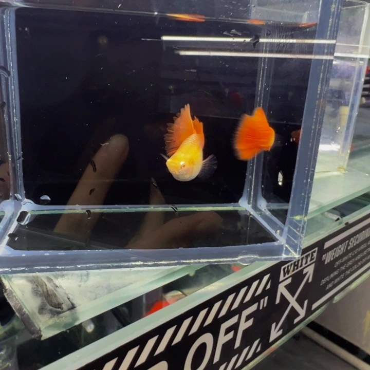 孔雀鱼黄金甲一对。黄蕾丝一缸