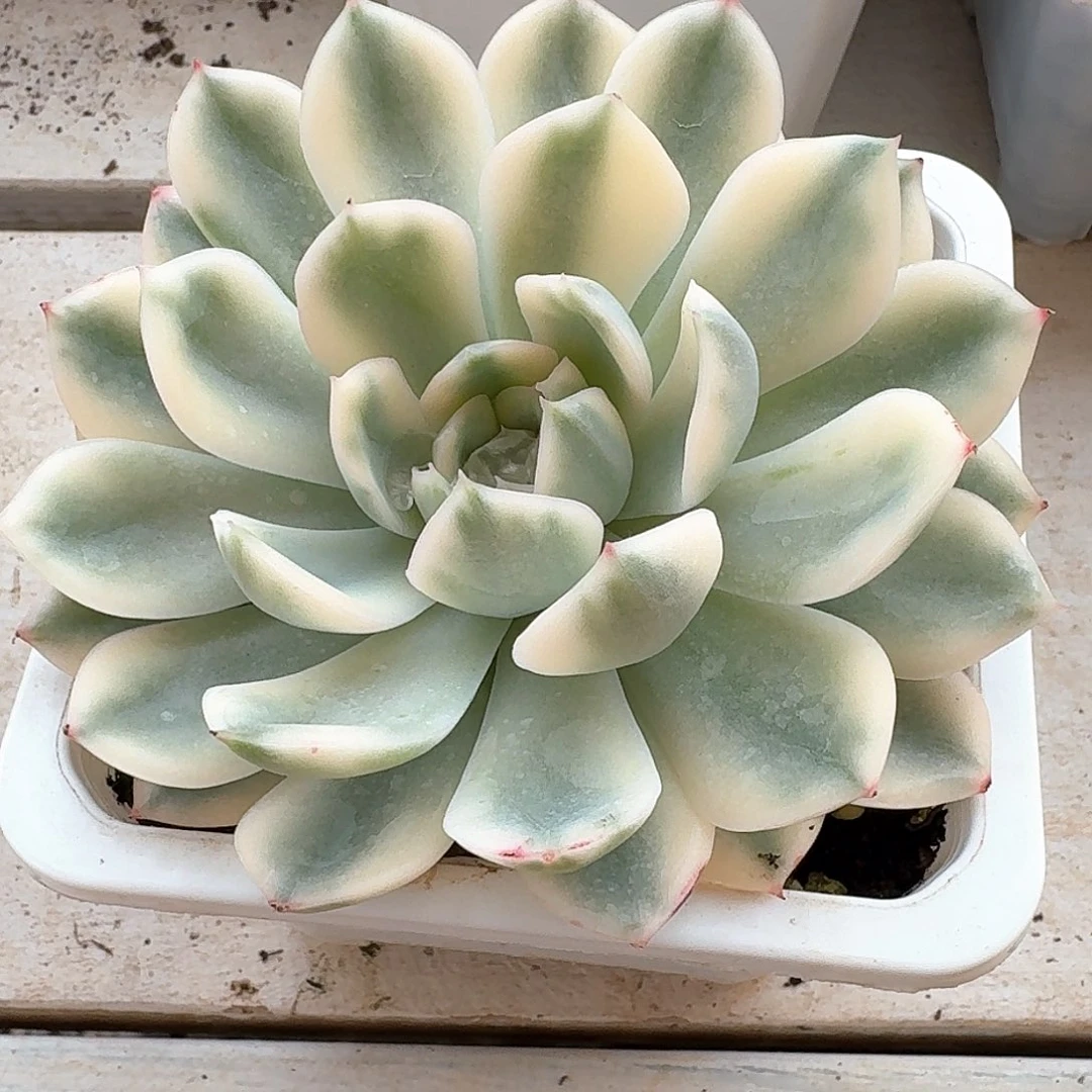 月亮仙子锦多肉植物