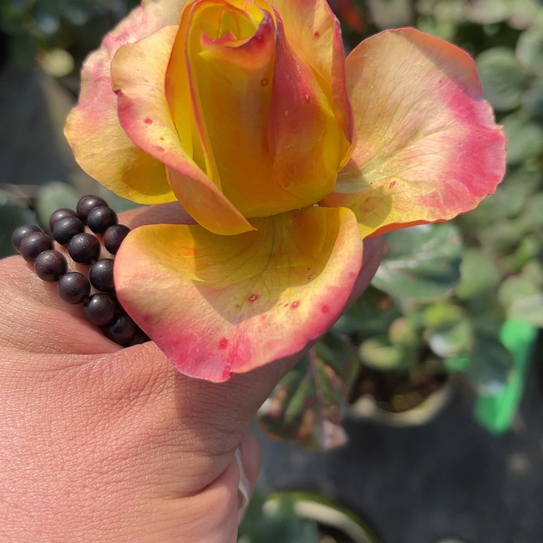 无花朵———旅行 福利