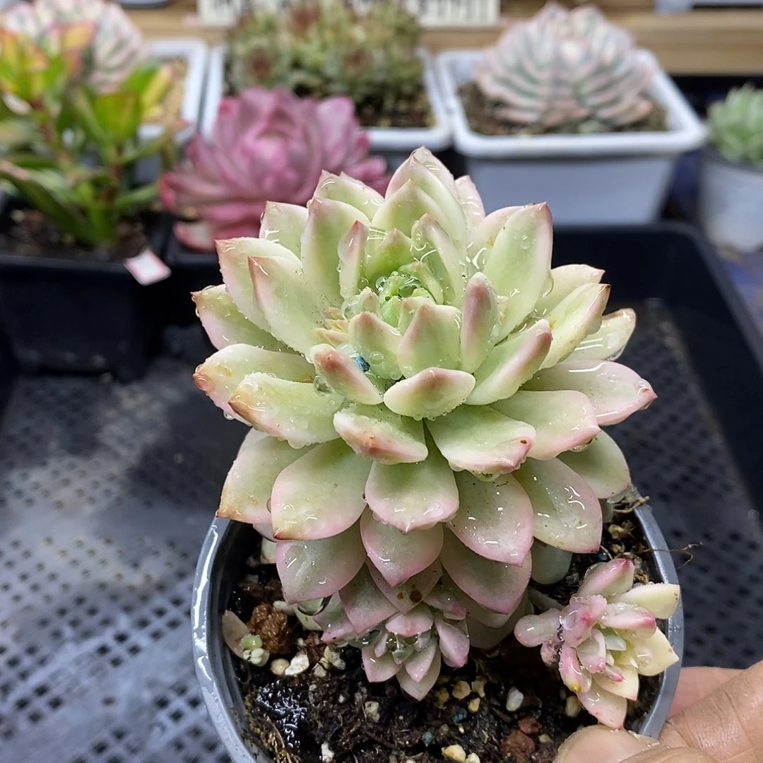 16185 马库斯黄锦自然群