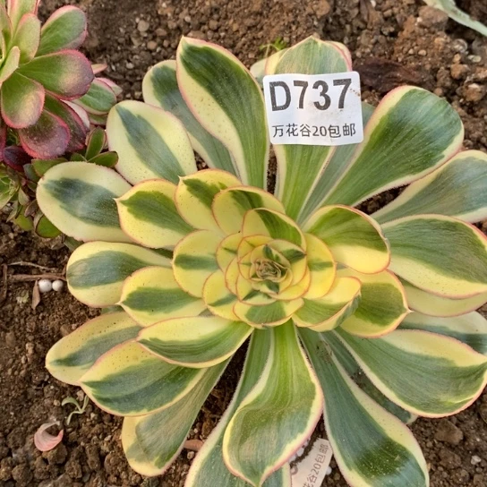 737燕姿锦多肉植物
