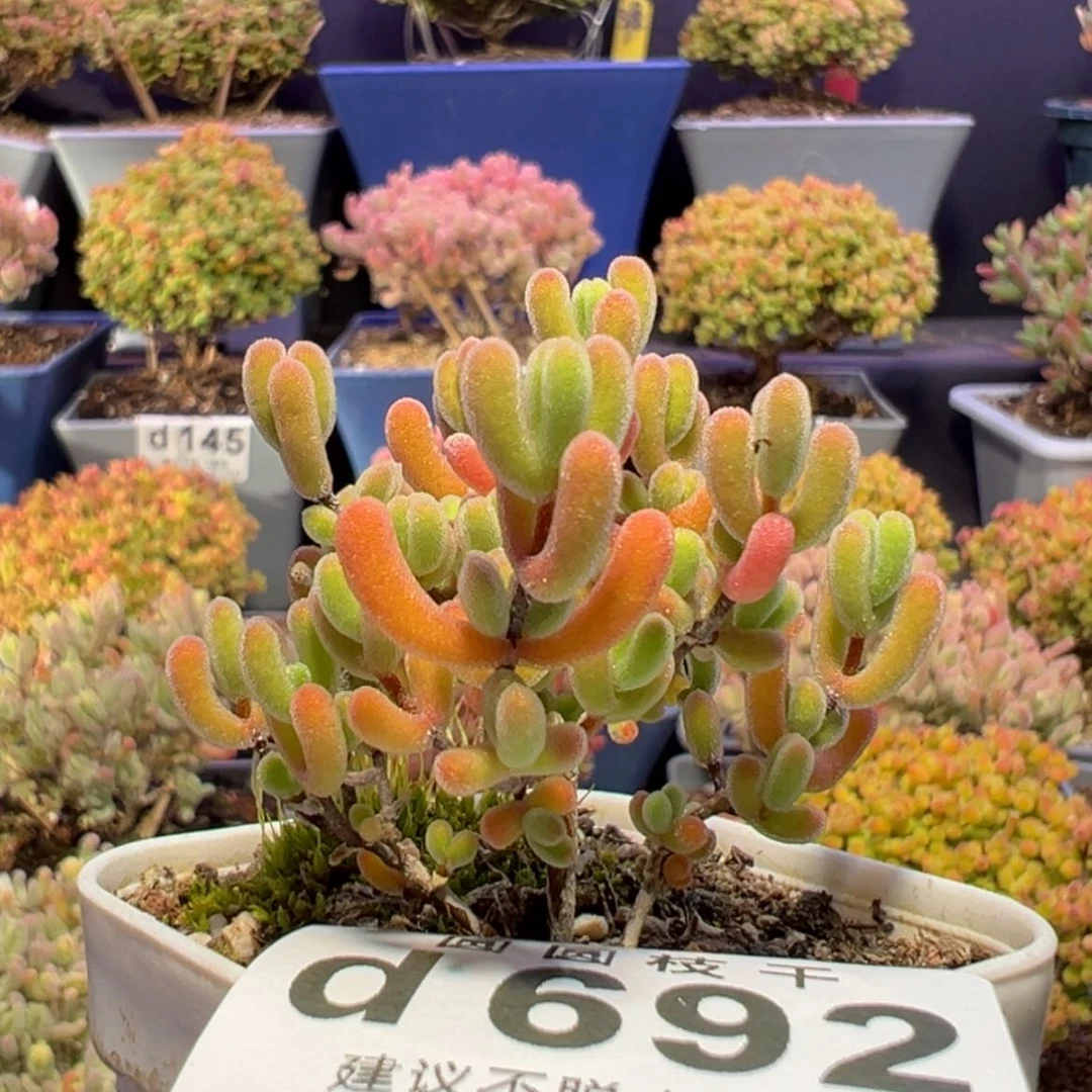 【闪购商品】d692小星星枝干番杏