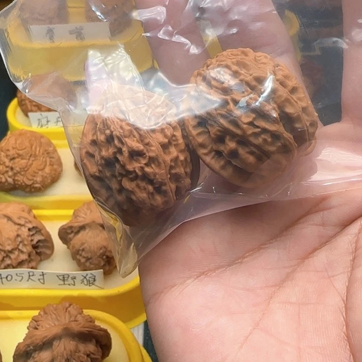 随*弯弯核桃，全屏午休，金牛金牛温温核桃