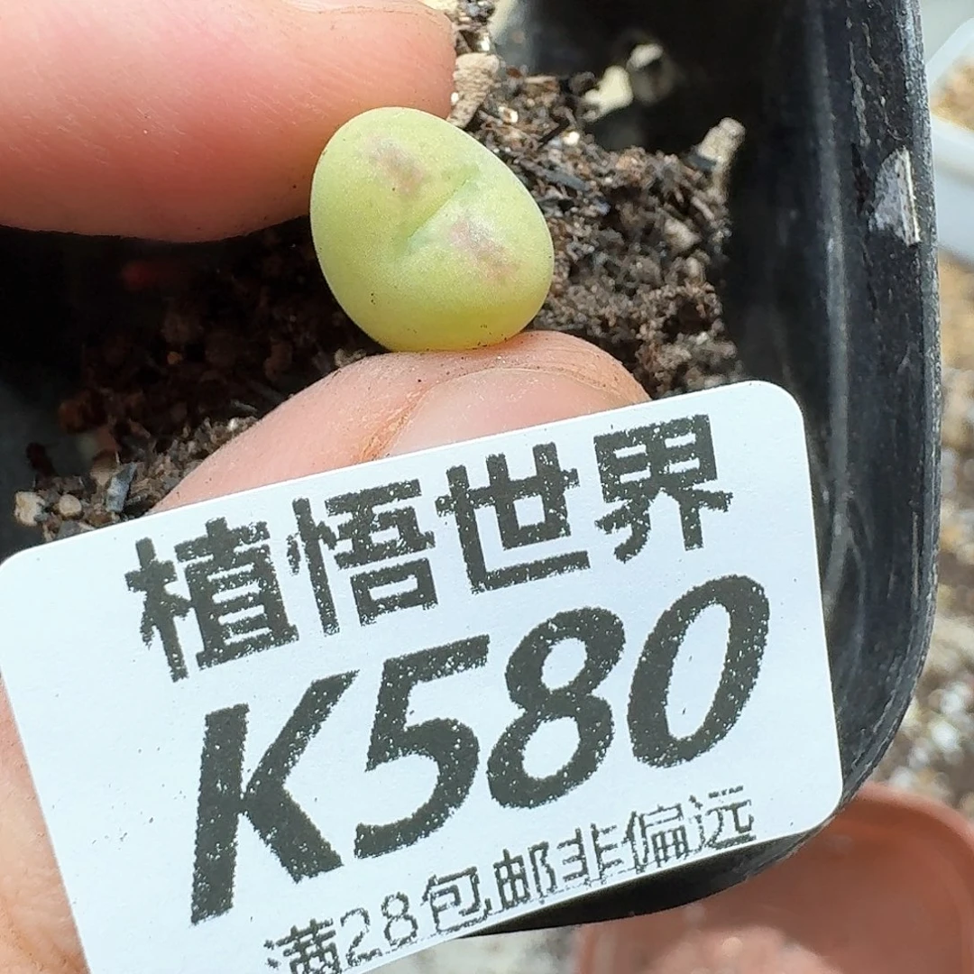 多肉植物的润泽发发