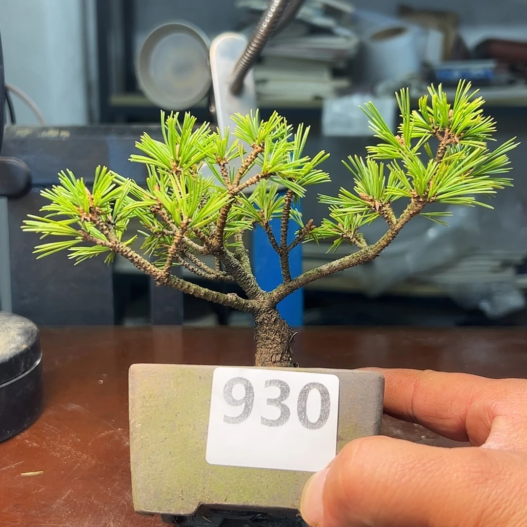 无花朵健健康康快快乐乐