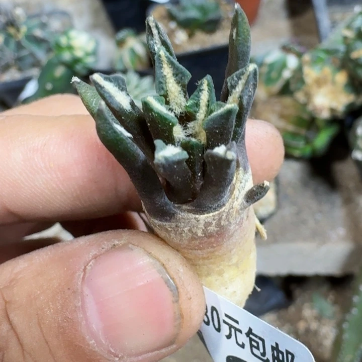 福利实生黑牡丹742