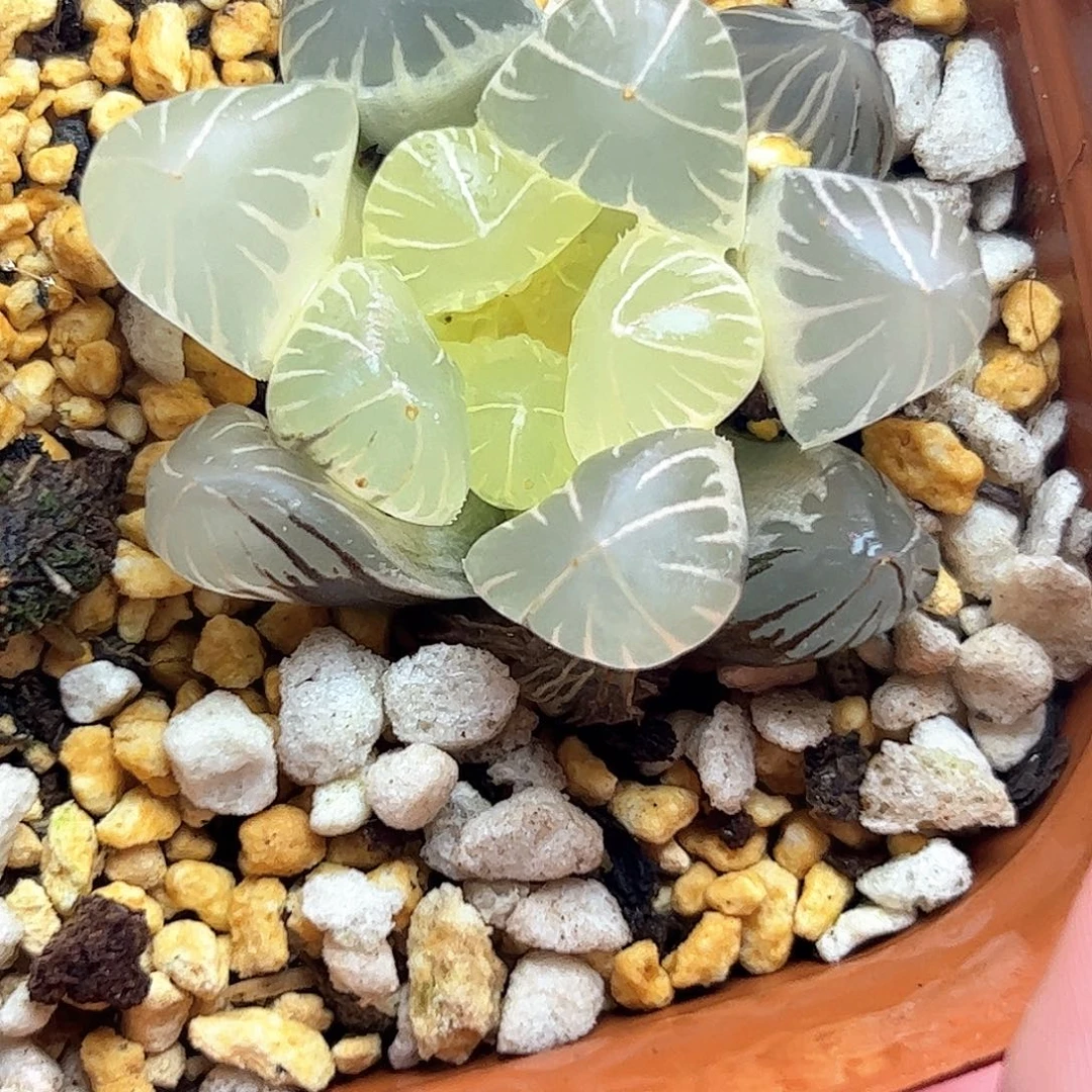 糊斑地泉锦十二卷
