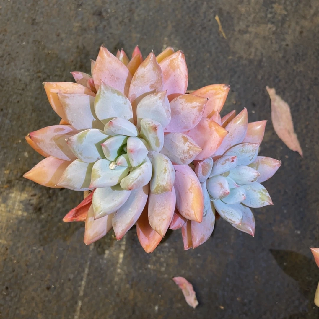 多肉植物盆栽多肉