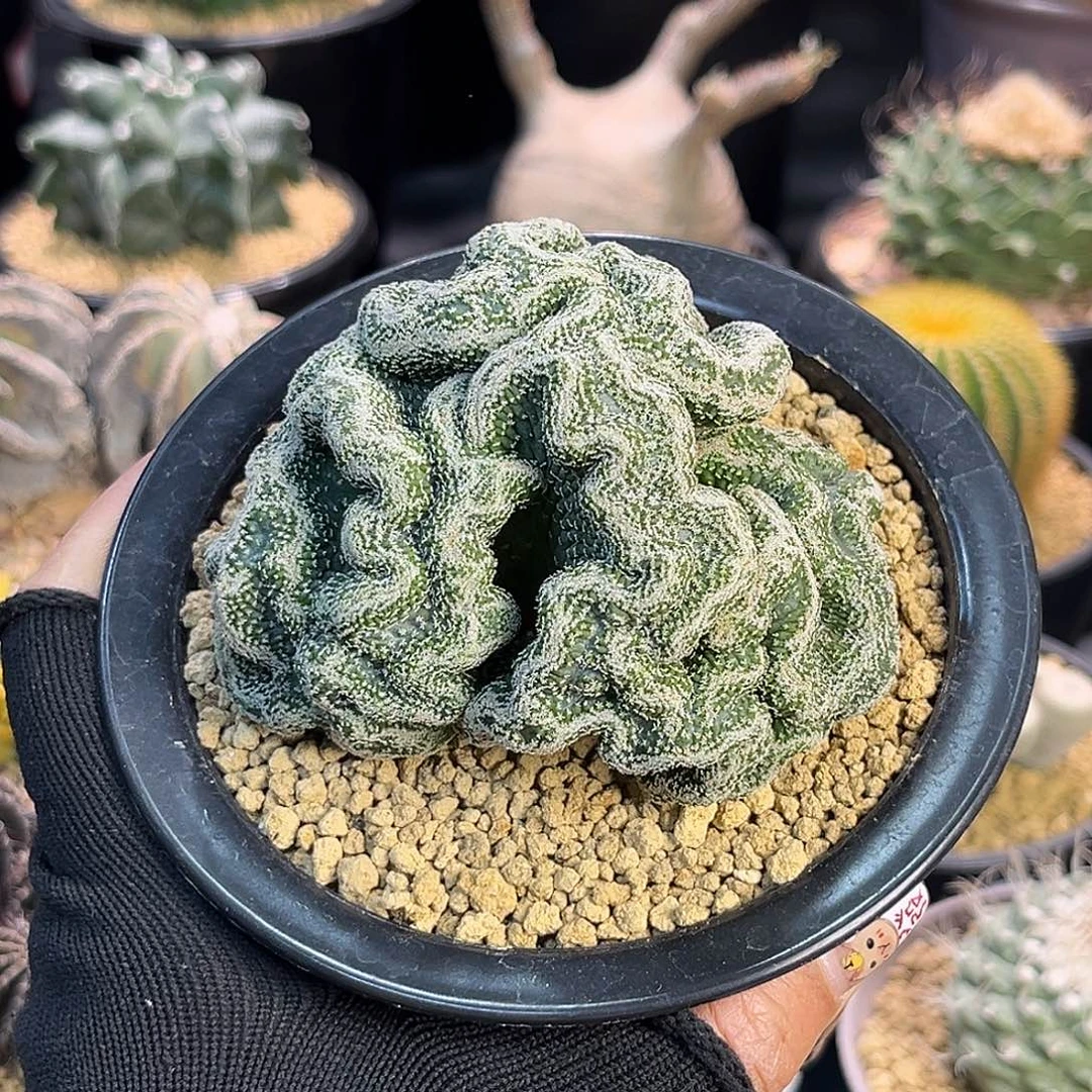 菊水缀Zzzzzzzzzzzzzzz