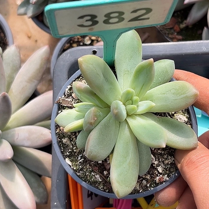 多肉植物朵维奇382