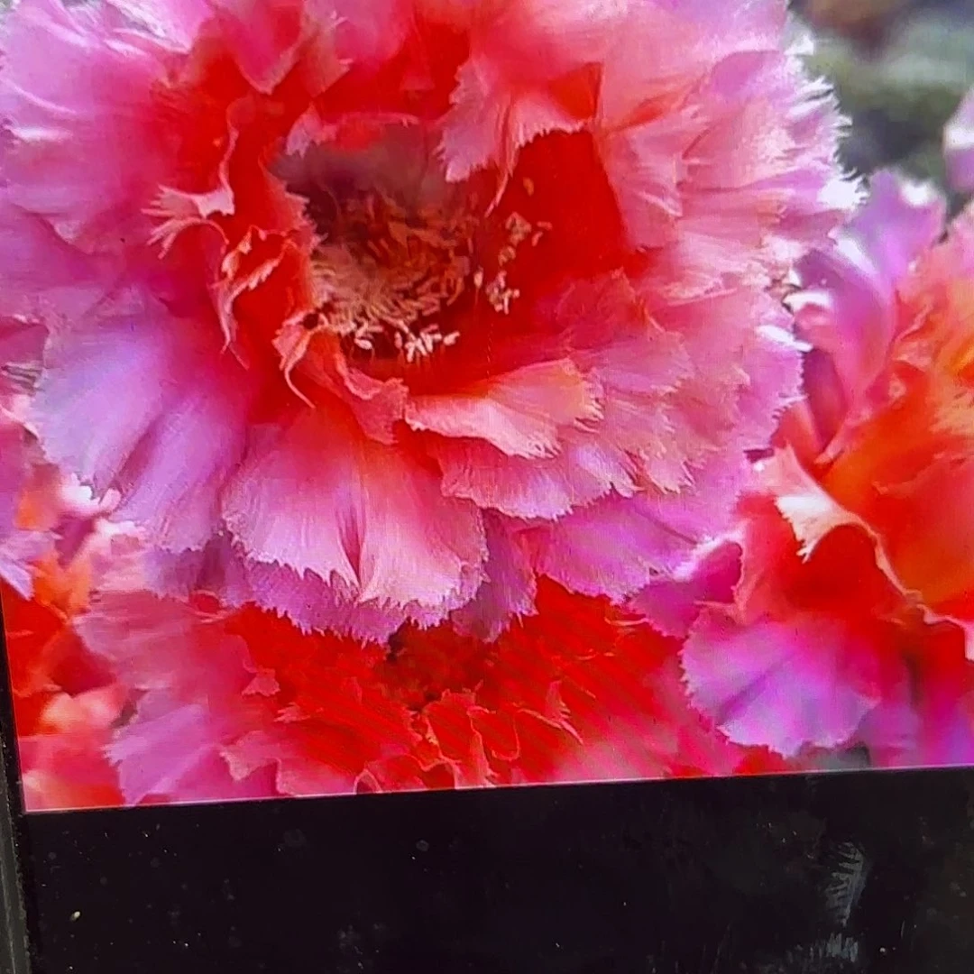 魅羽彩侧牙20包邮14