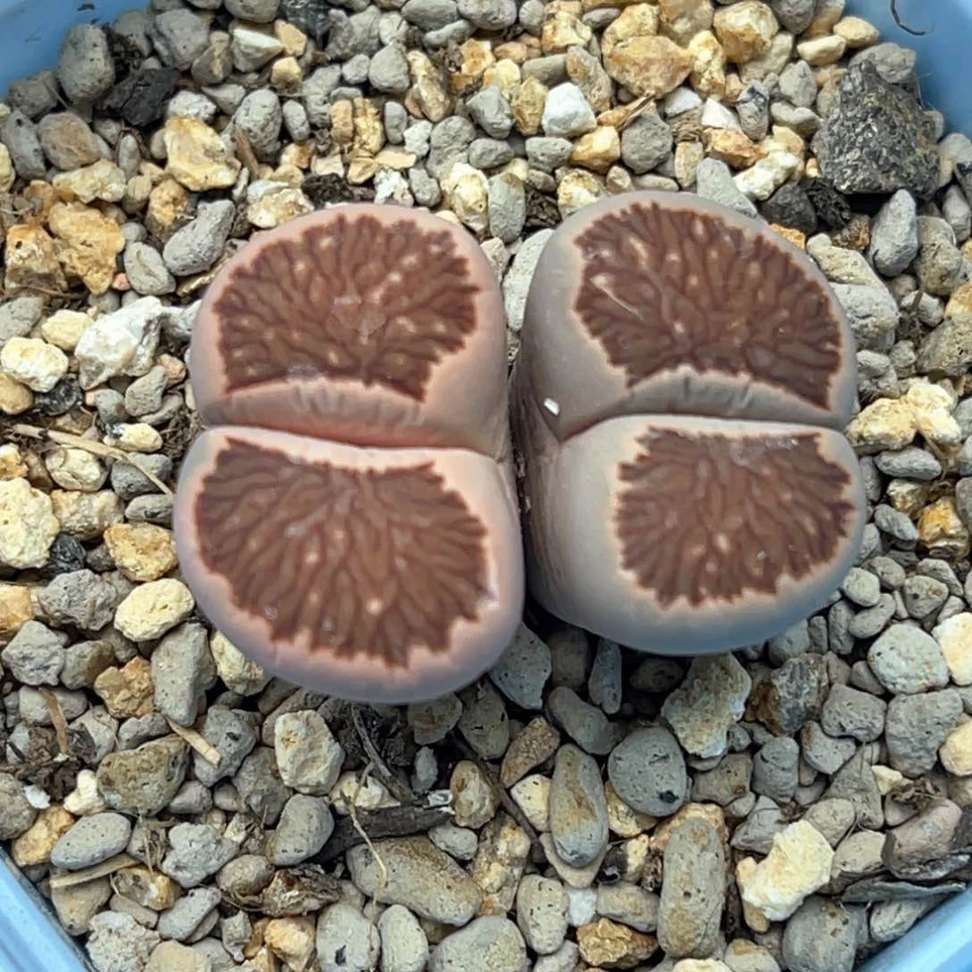 4019双头阴阳锦菊一颗
