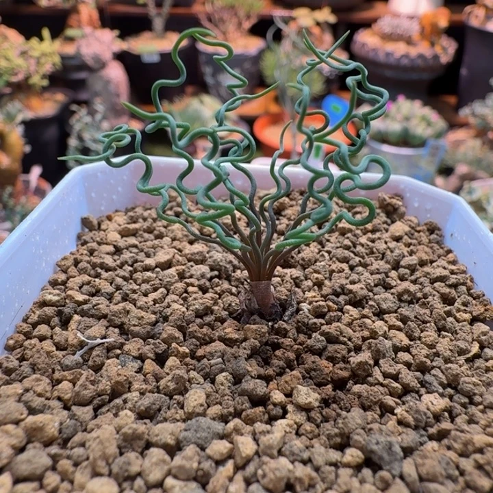 方便面弹簧草627 仙人球