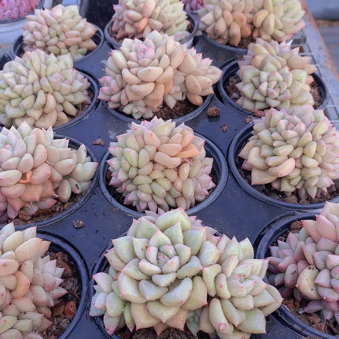 黄金象牙群3345677899000