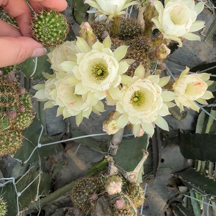254丽花老丽87歪无根侧牙3公分左右