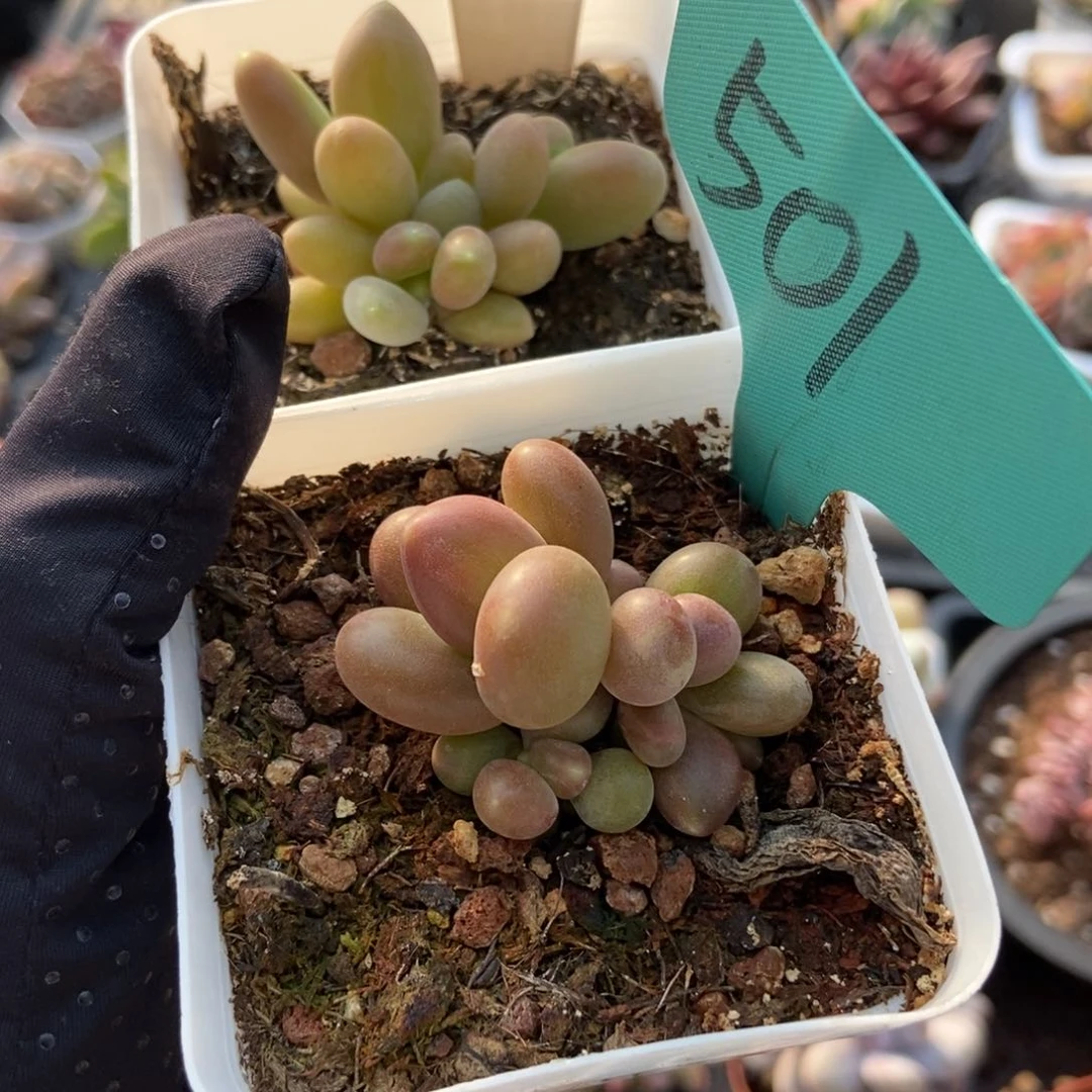 彩*1072 501芒果奶多肉植物