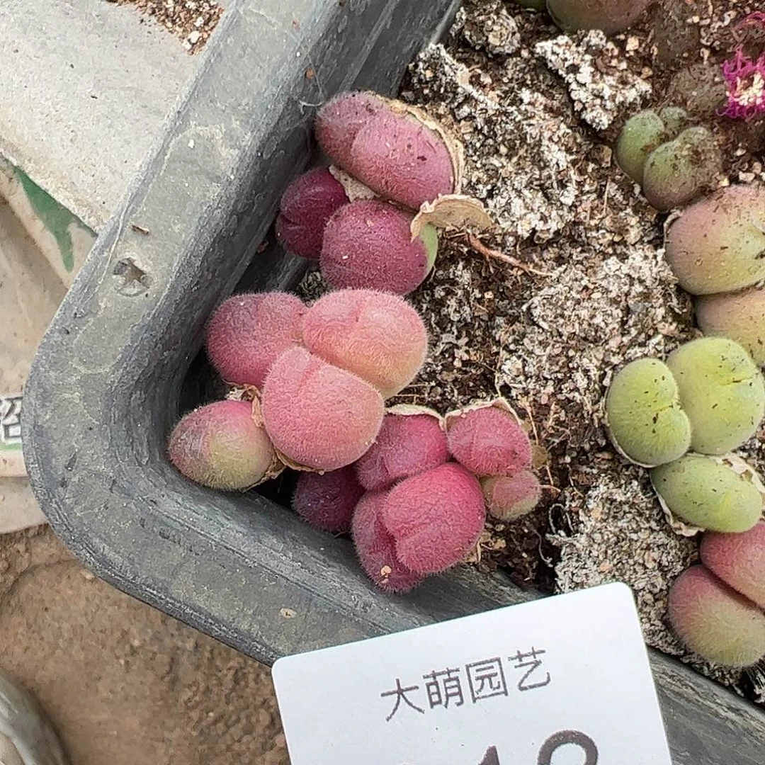 一物一拍。       913