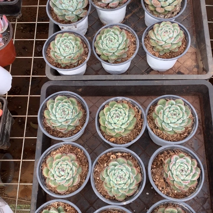 胖体雪花珍妮多肉植物两单包邮