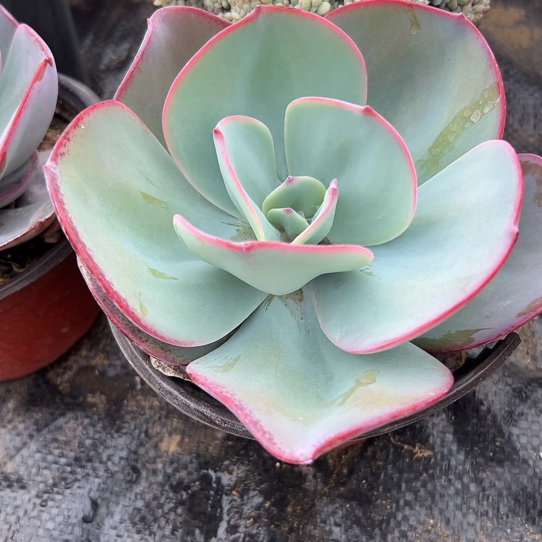 多肉植物多肉植物