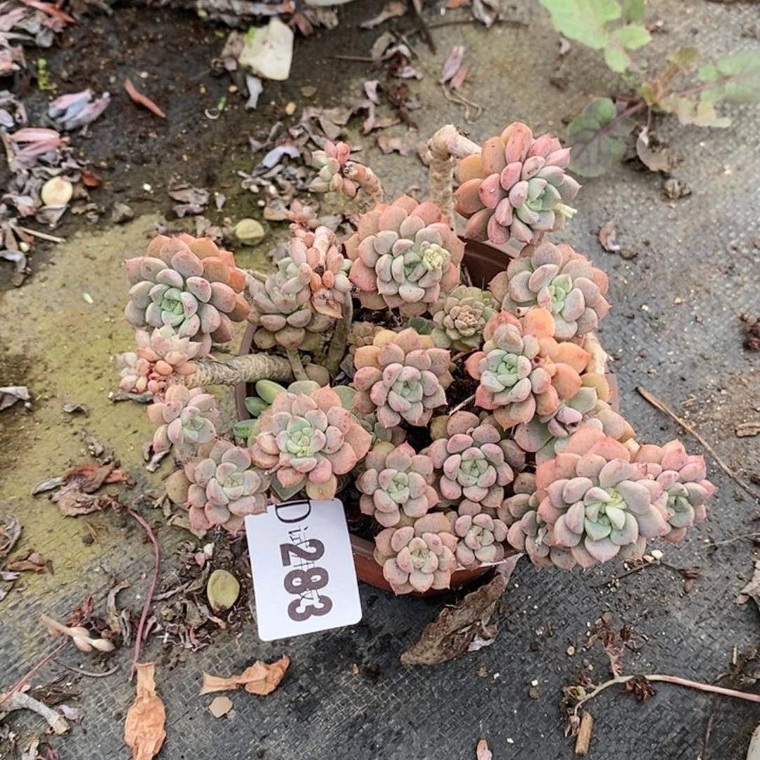 花*283粉布偶多肉植物