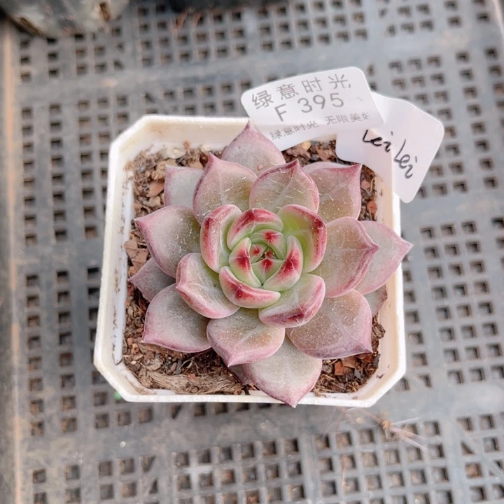 L***i395 夜魔侠 换陶瓷盆发货 一物一拍
