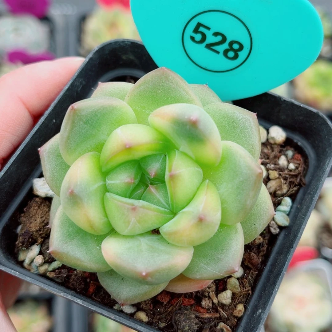 风靡园艺新品珍妮单头