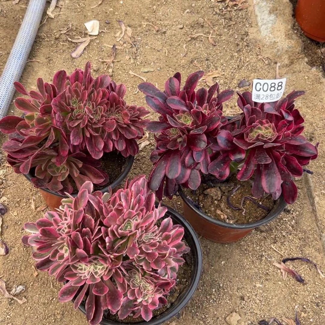 088多肉  3颗缀化