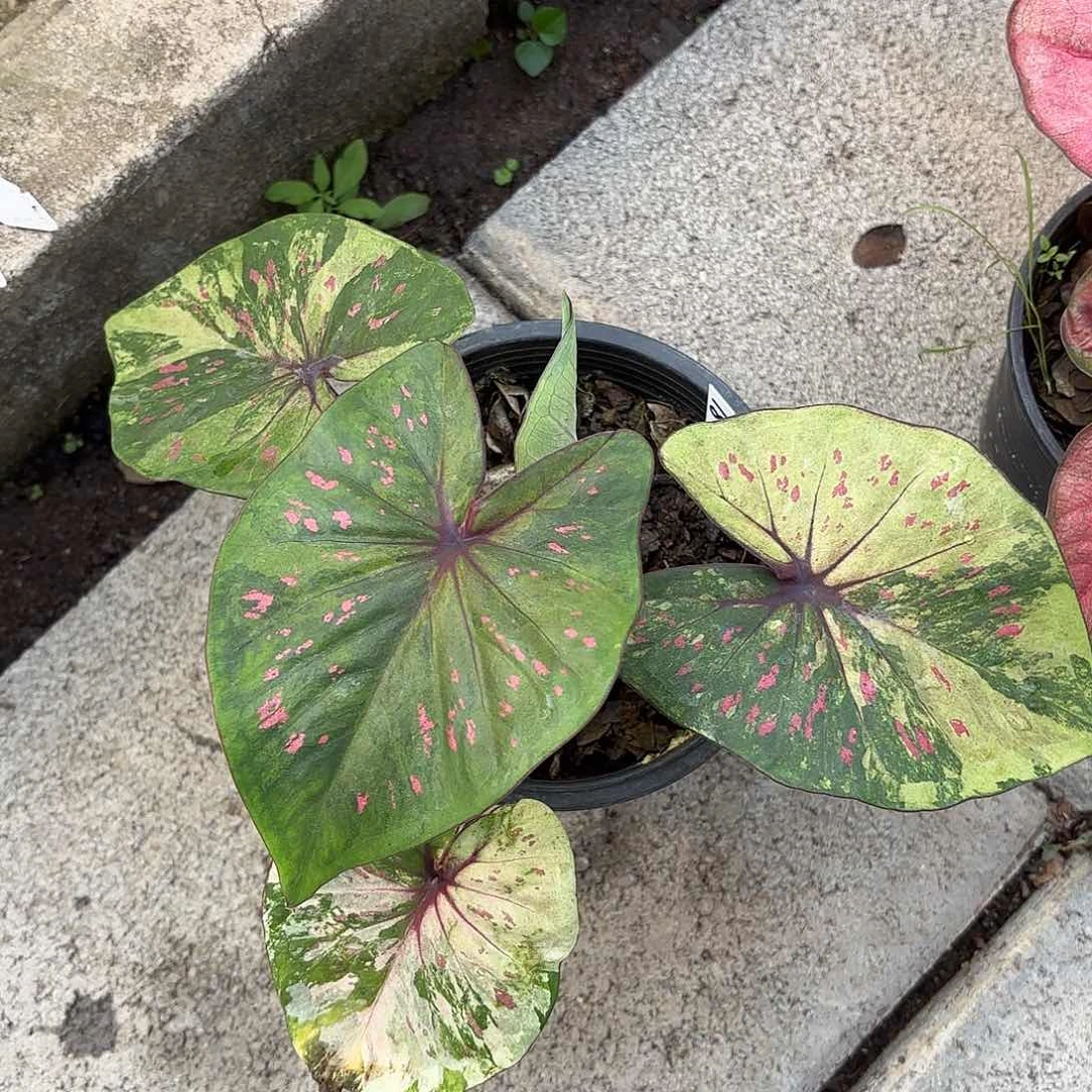 泰国彩叶芋18-0204