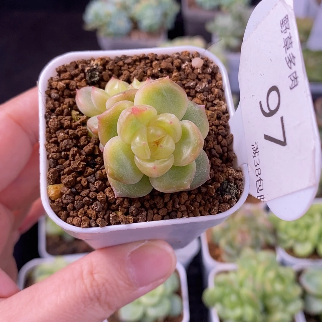 莫思量珍妮双头97号