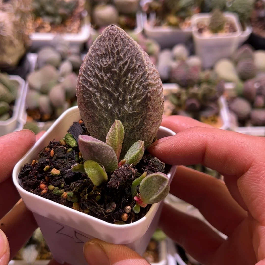 5厘米多超级大哈默猪肝水泡多肉植物