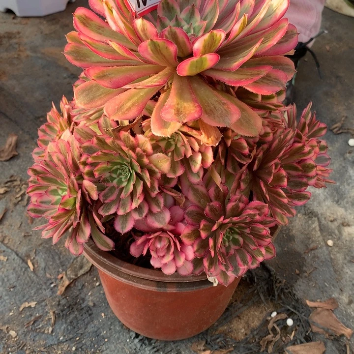 意***愿不包损160号白月光老桩