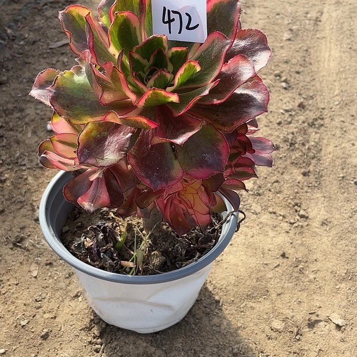 法师植物魅影法师472
