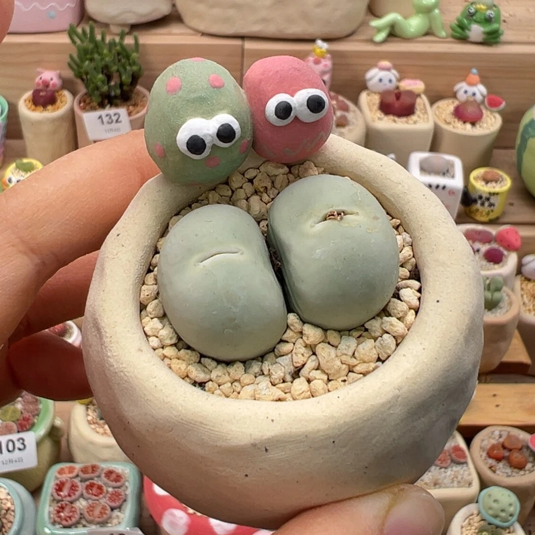 多肉植物142号鸽子蛋