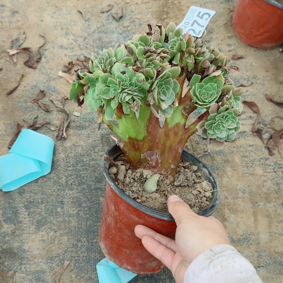 玫瑰缀化275满20包邮断枝不包瑕疵