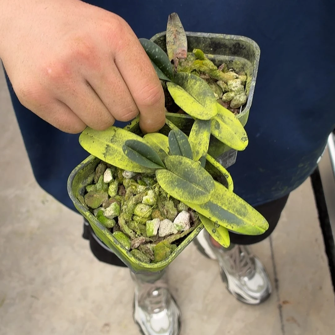 当前无花栽培后可以开花胡志明兜 苗株叶瑕疵不售后