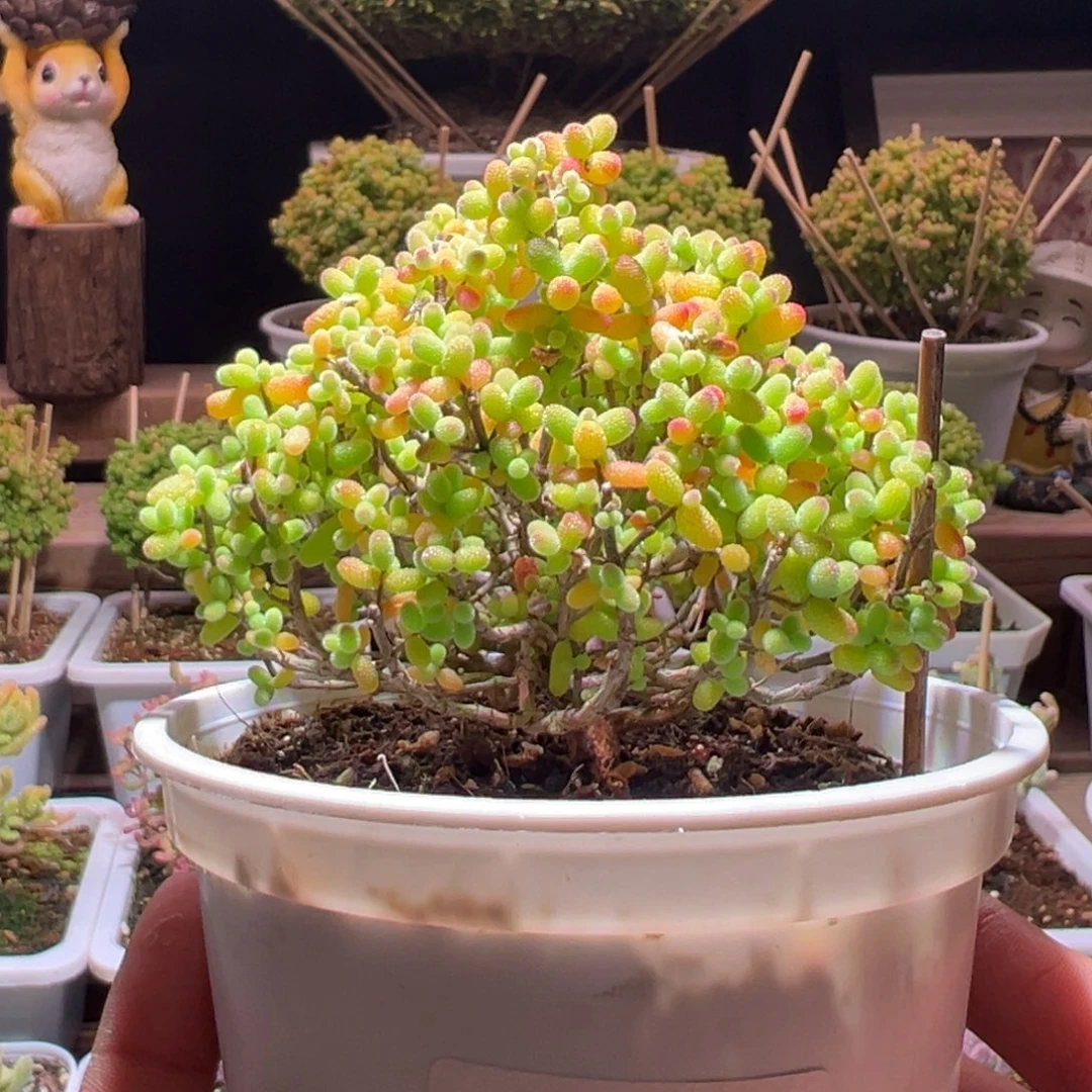 165金桔一物一拍带盆土发货