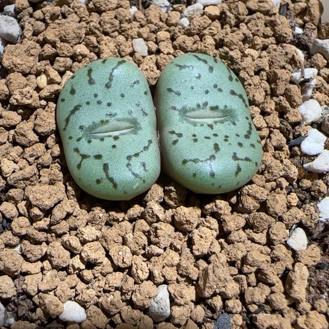 肉锥多肉植物组合-荷叶安贞1704