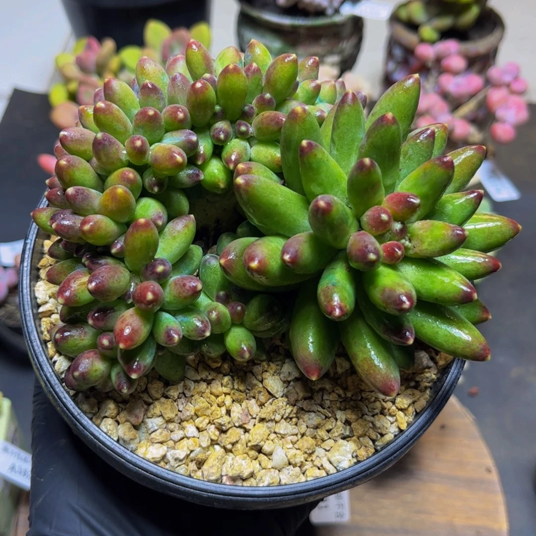 207香蕉树缀化13厘米（一树两形）