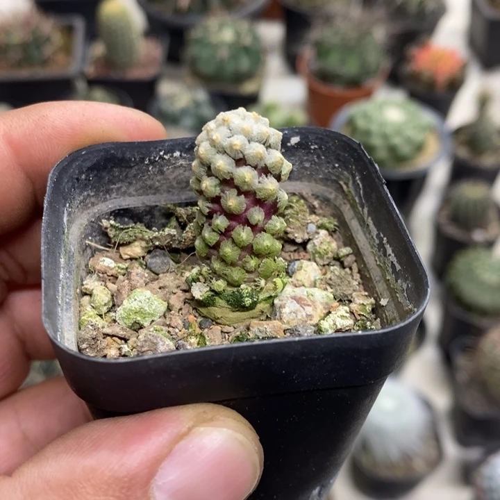 紫皮戴斯特价福利包邮