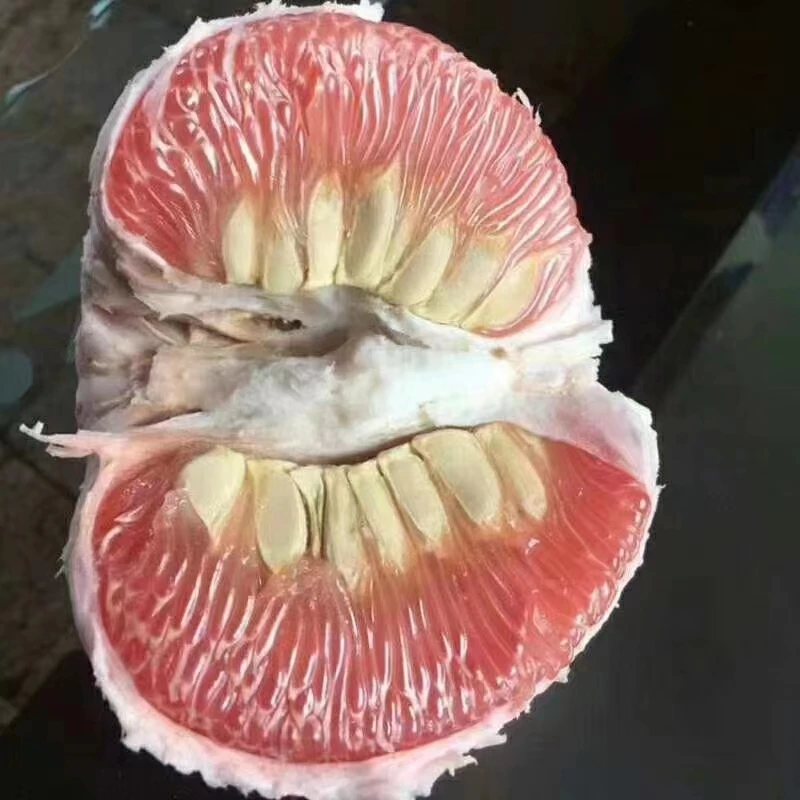 马家柚 现摘现发 纯甜无酸 果肉玫红 鲜嫩多汁