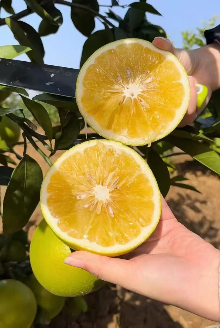 【溪望田野水果】溪柚红美人新鲜当季水果青皮清甜多汁皮薄肉厚
