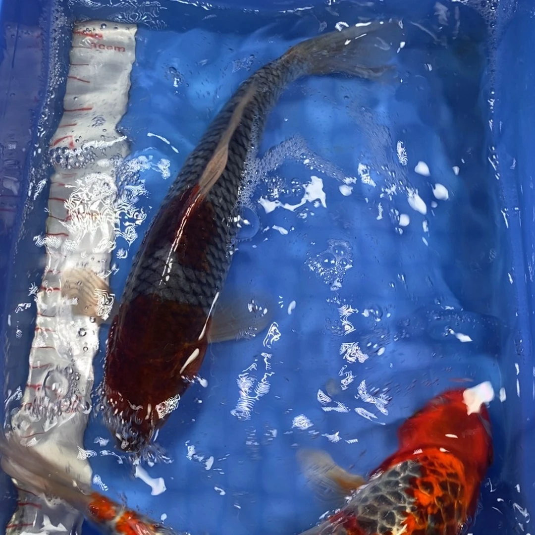 锦鲤冷水锦鲤包邮